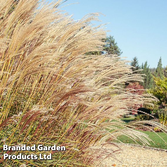 Miscanthus sinensis 'Cute One'