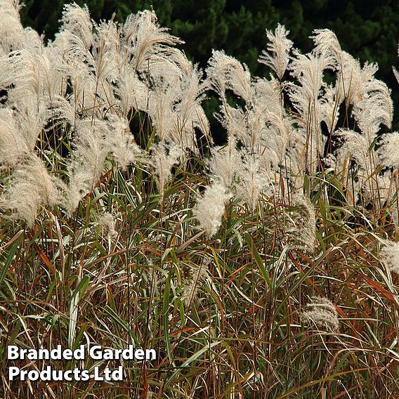 Miscanthus sinensis 'Graziella'