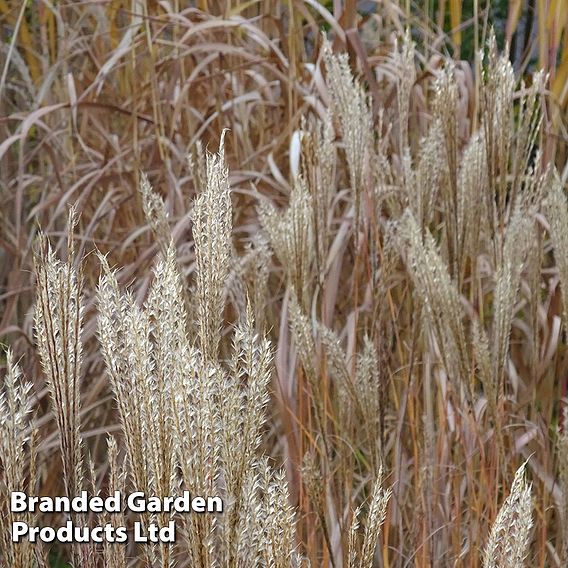 Miscanthus 'Kleine Fontane'