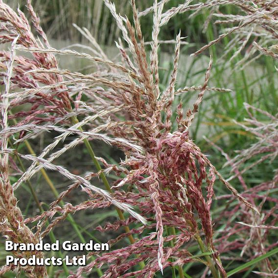 Miscanthus 'Pink Cloud'