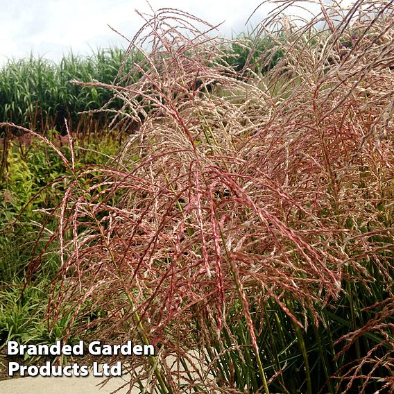 Miscanthus 'Pink Cloud'