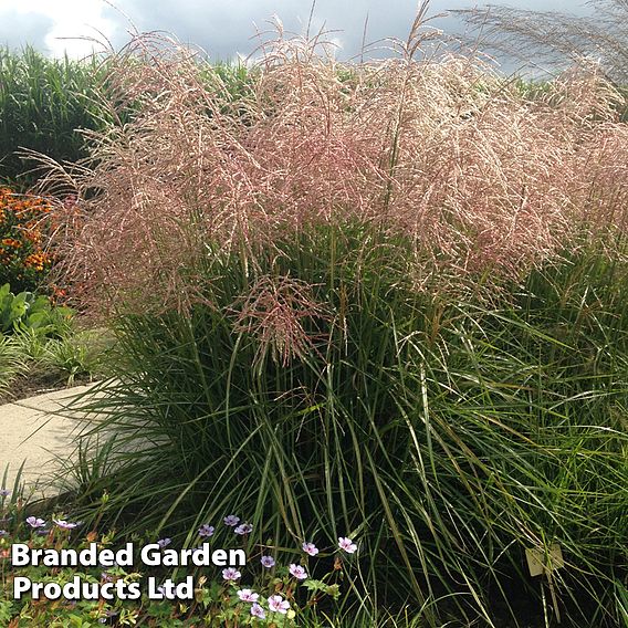 Miscanthus 'Pink Cloud'