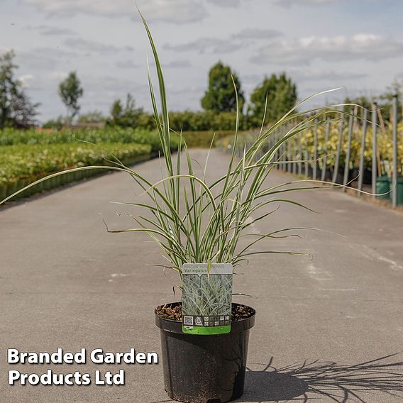 Miscanthus sinensis 'Variegatus'