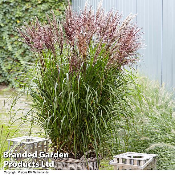 Miscanthus sinensis 'Volcano'