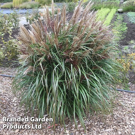 Miscanthus sinensis 'Volcano'