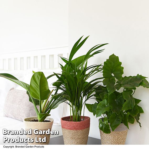 Calm Space Green Houseplant Mix in Decorative Wicker Basket