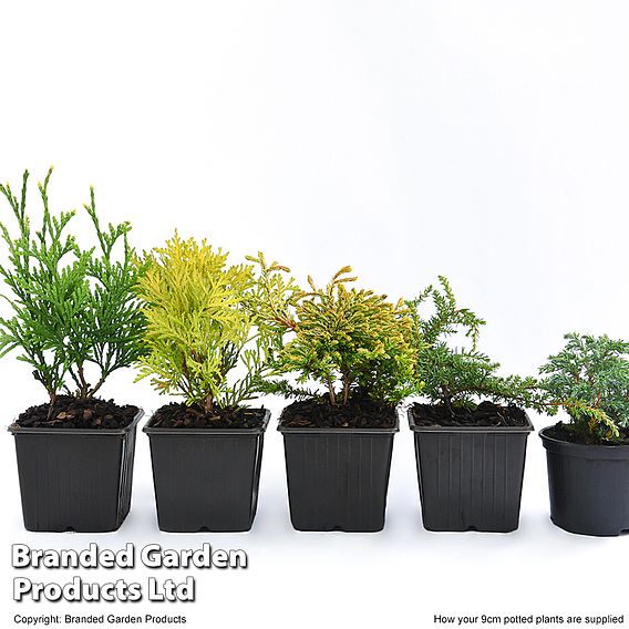 Nurseryman's Choice Conifer Collection