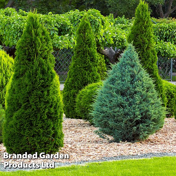 Nurseryman's Choice Conifer Collection