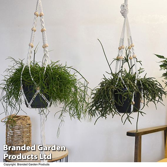 House Plants Hanging Mixed