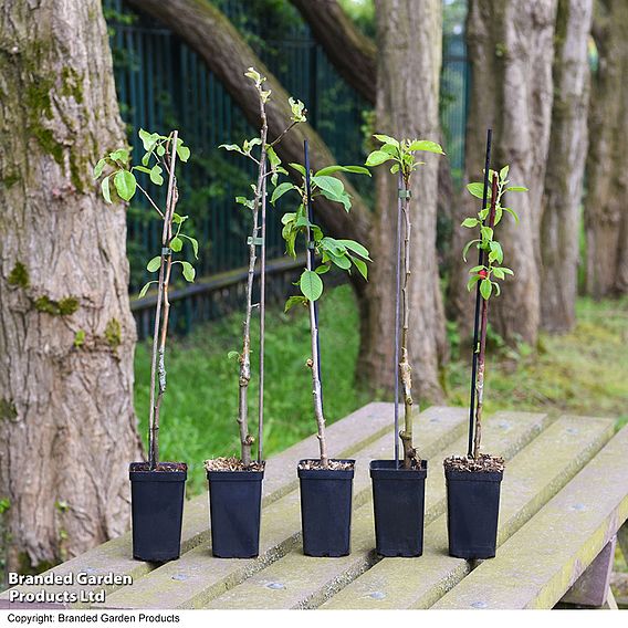 Fruit Tree Patio Collection - Gift