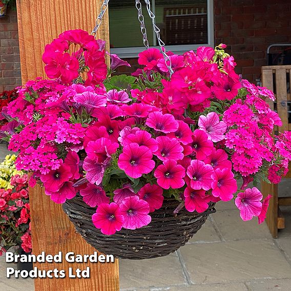 Pink Shockwave preplanted hanging basket