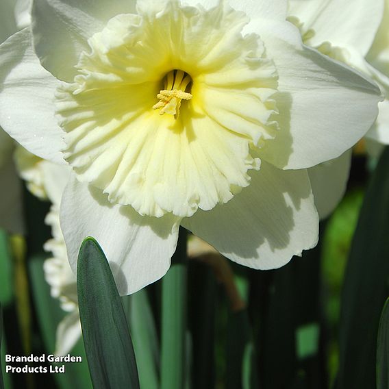 Narcissus 'White Diamonds Mixture'