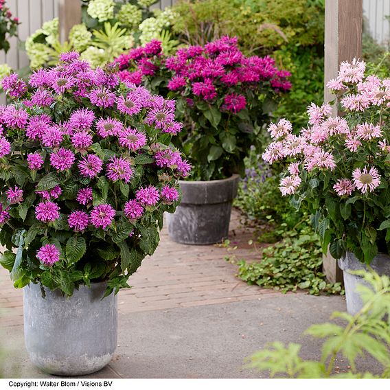 Monarda 'Elegant Magenta'