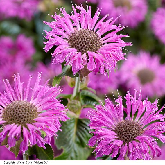 Monarda 'Elegant Magenta'