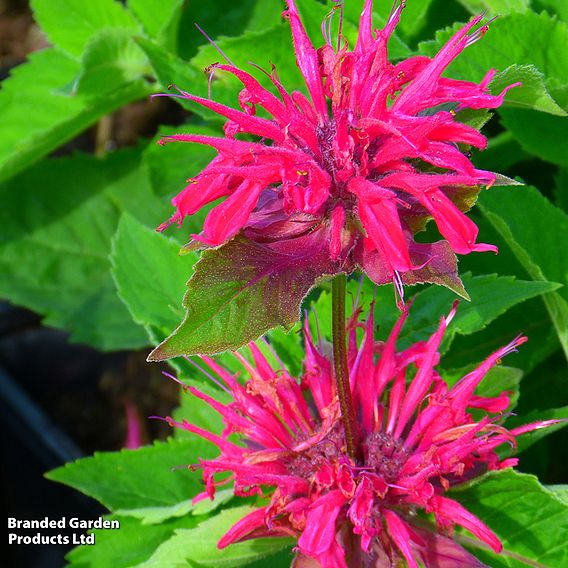 Monarda 'Pink Supreme'