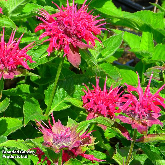 Monarda 'Pink Supreme'