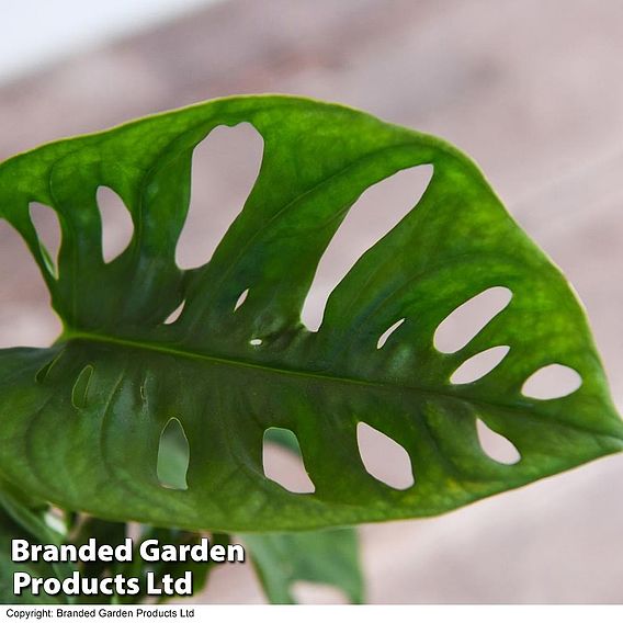 Monstera adansonii in kingston vase