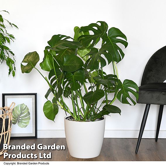 Monstera deliciosa in hydro pot