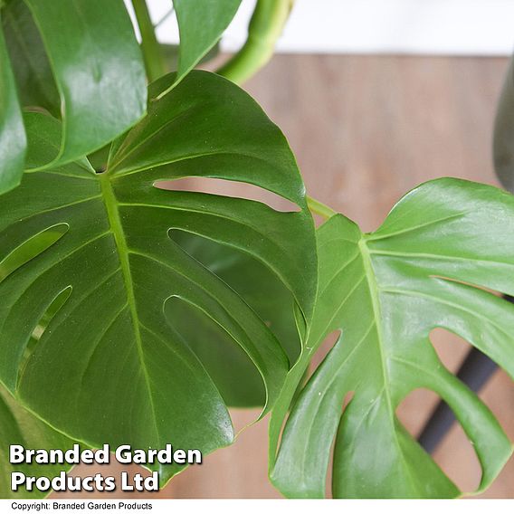 Monstera deliciosa in hydro pot