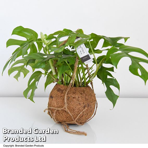 Monstera minima in kokodama hanging pot