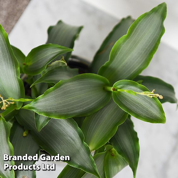 Murdannia loriformis 'Bright Star'