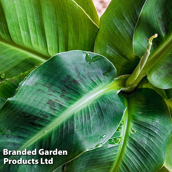 Musa acuminata 'Dwarf Cavendish'