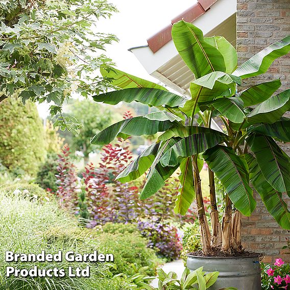 Musa Sikkimensis ‘Ever Red’ 