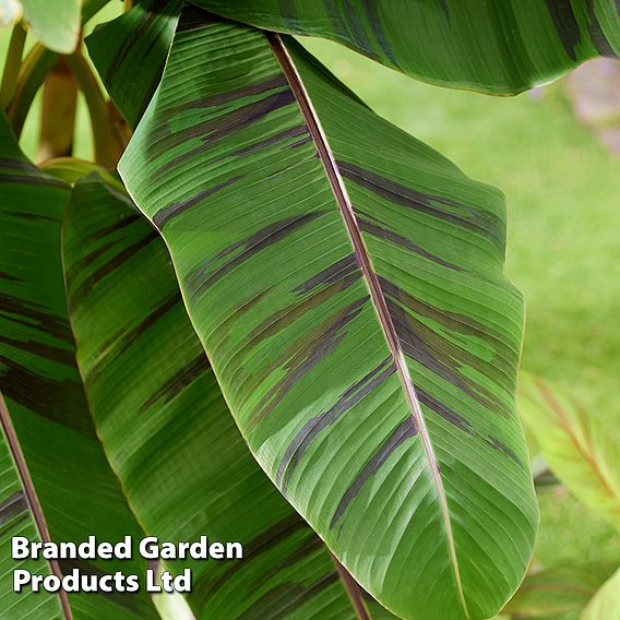 Musa Sikkimensis ‘Ever Red’ 