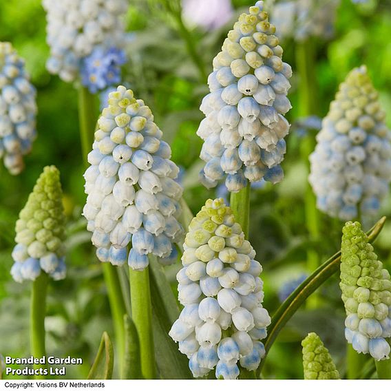 Muscari 'Alaska'