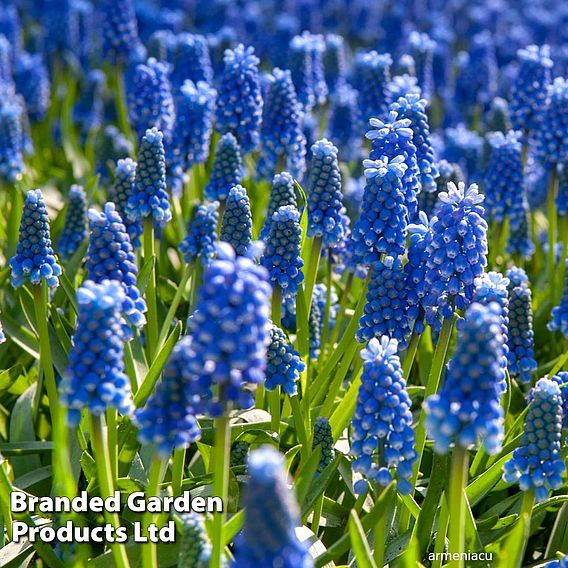 Muscari Duo