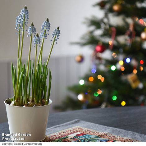 Muscari 'Early Bird' - Gift