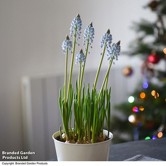 Muscari 'Early Bird' - Gift