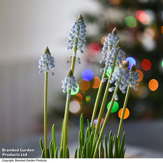 Muscari 'Early Bird' - Gift