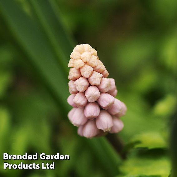 Muscari 'Pink Sunrise'