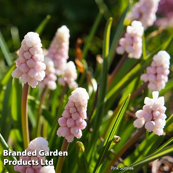 Muscari Duo