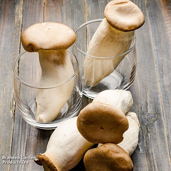 Windowsill Mushroom Growing Kit - Gift