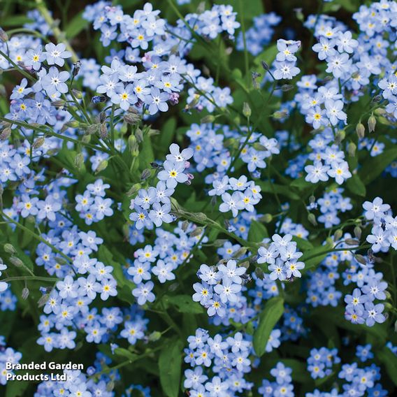 Myosotis sylvatica 'Blue Ball'