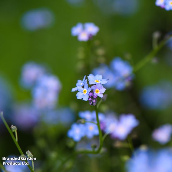 Myosotis sylvatica 'Blue Ball'