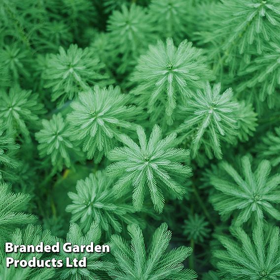 Myriophyllum spicatum (Oxygenating Aquatic)