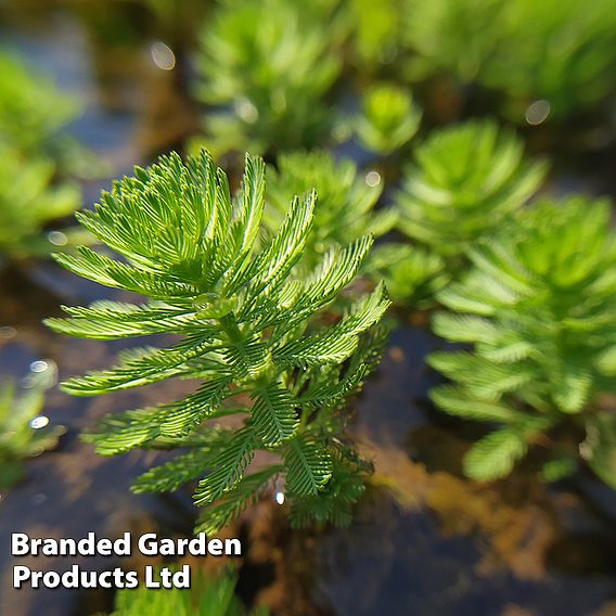 Myriophyllum spicatum (Oxygenating Aquatic)