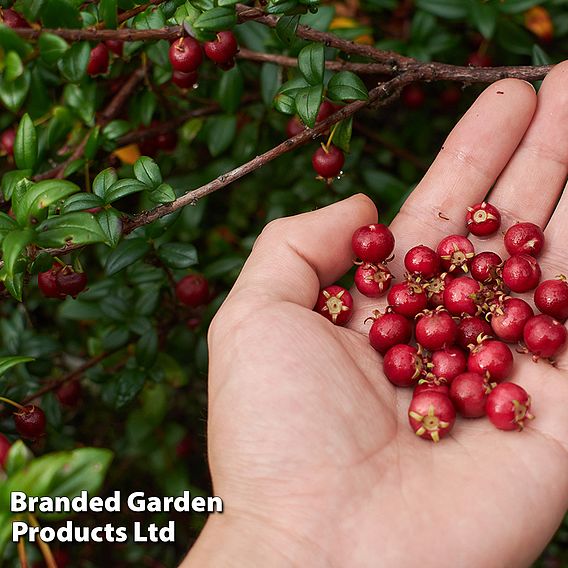 Myrtus ugni 'Flambeau'