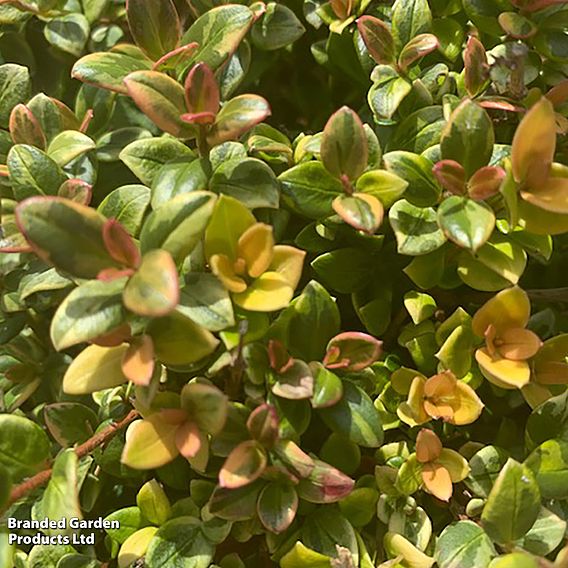 Ugni molinae 'Strawberries & Cream'