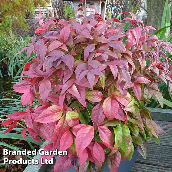 Nandina domestica 'Blush Pink'