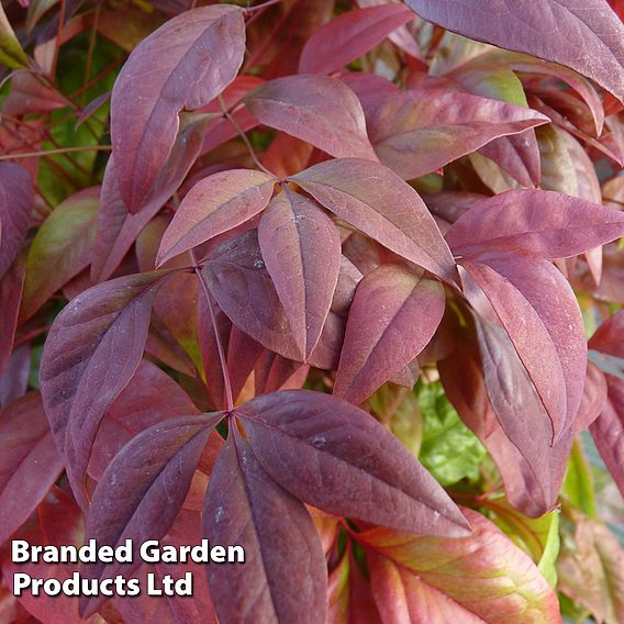 Nandina domestica 'Blush Pink'