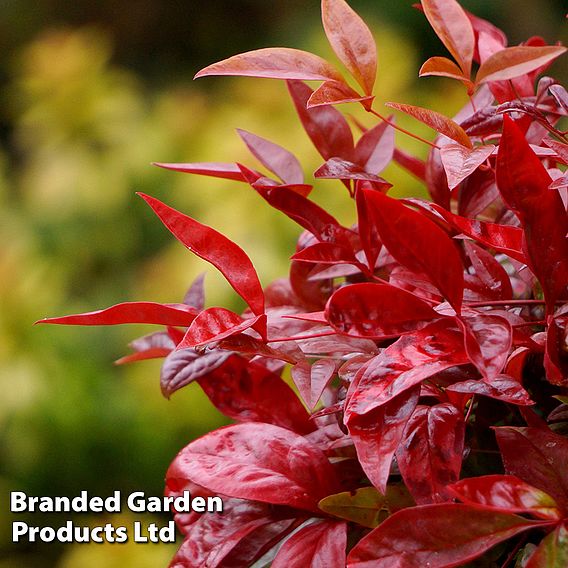 Nandina domestica 'Blush Pink'