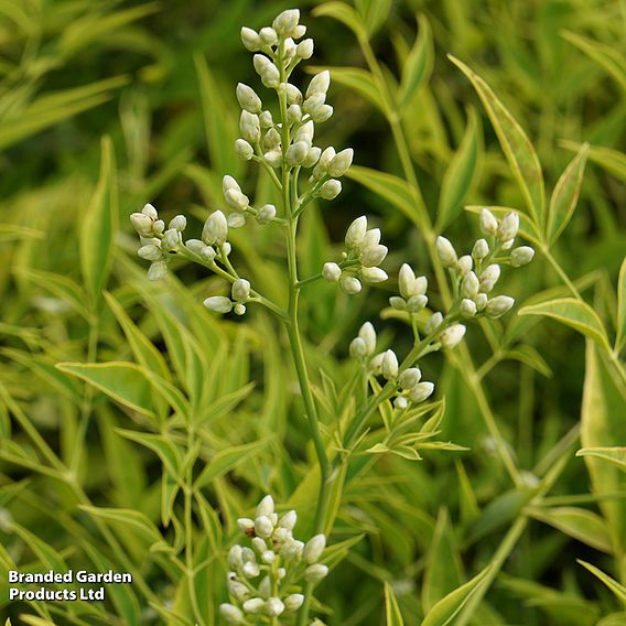 Nandina domestica 'Brightlight'