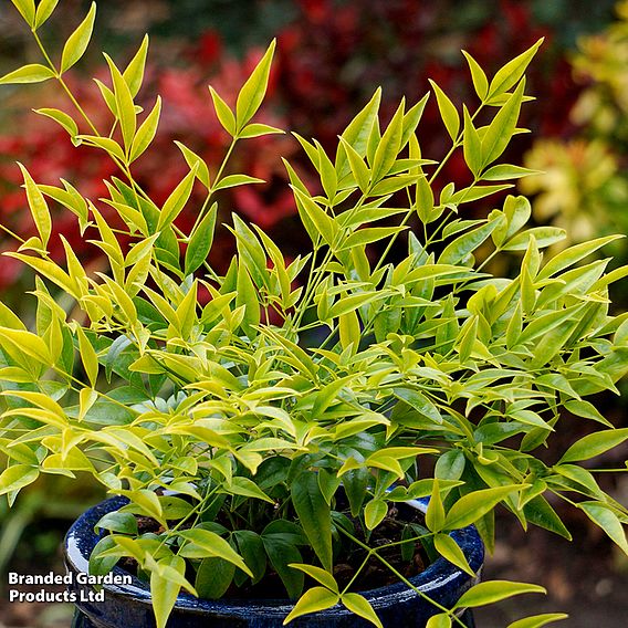 Nandina domestica 'Brightlight'