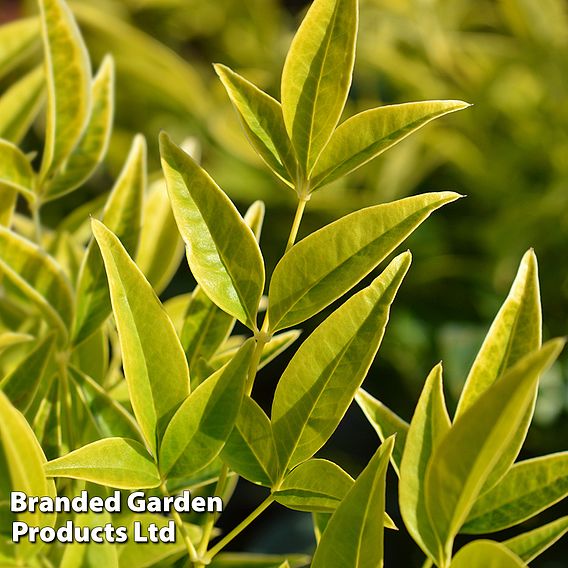 Nandina domestica 'Brightlight'