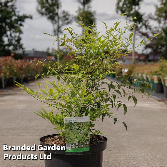 Nandina domestica 'Brightlight'