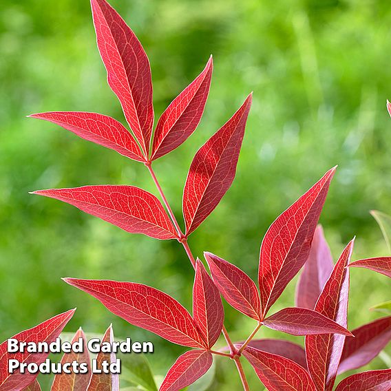 Nandina domestica 'Obsessed'